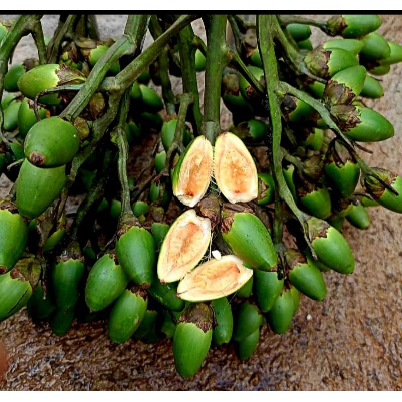 

Pinang Muda Jambe buah herbal pinang 1kg bisa bijian