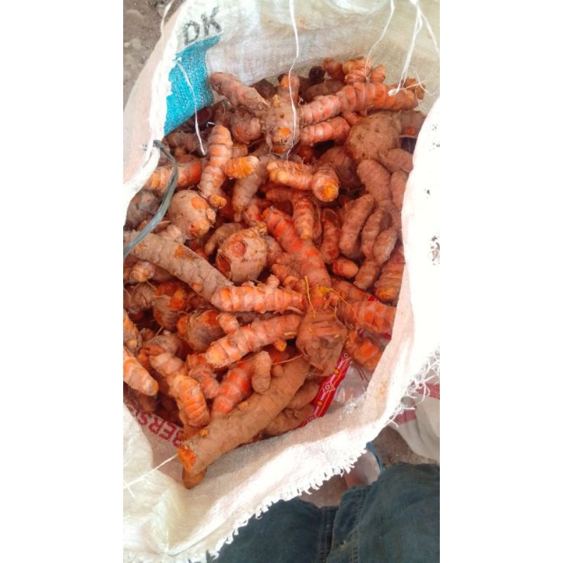 

kunyit basah