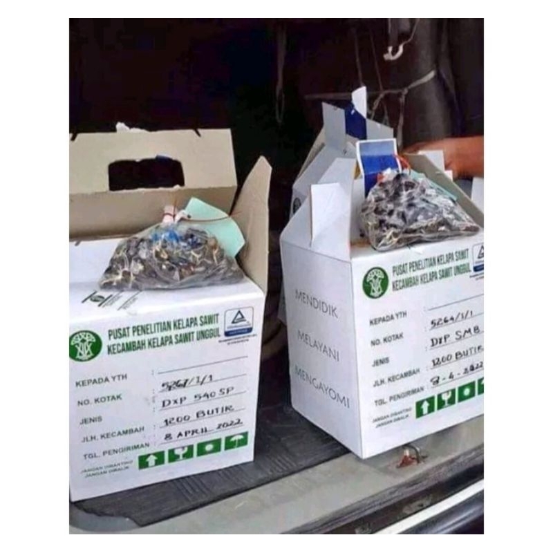 Bibit benih Sawit Unggul PPKS DXP 239 original berkualitas