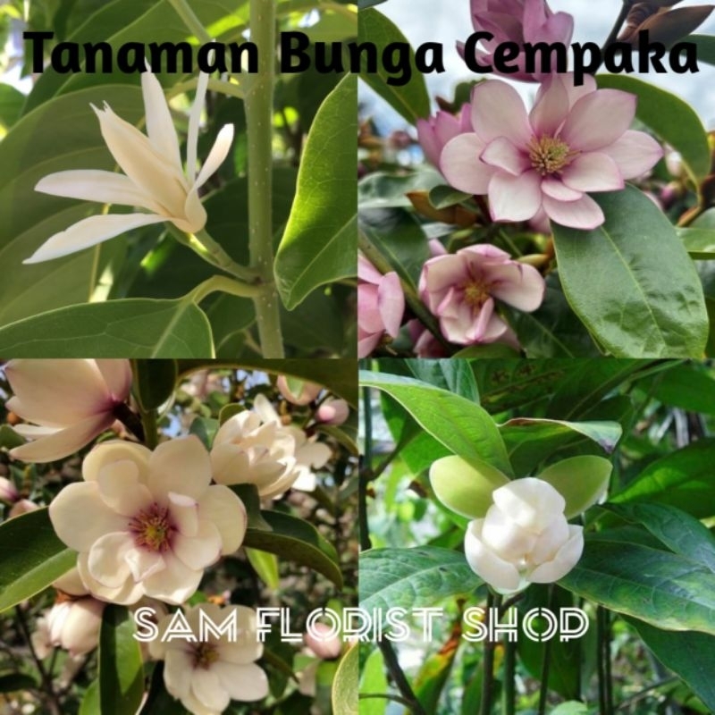 Tanaman Hias Bunga Cempaka - Bunga Cempaka - Bibit Bunga Cempaka - Bibit Cempaka