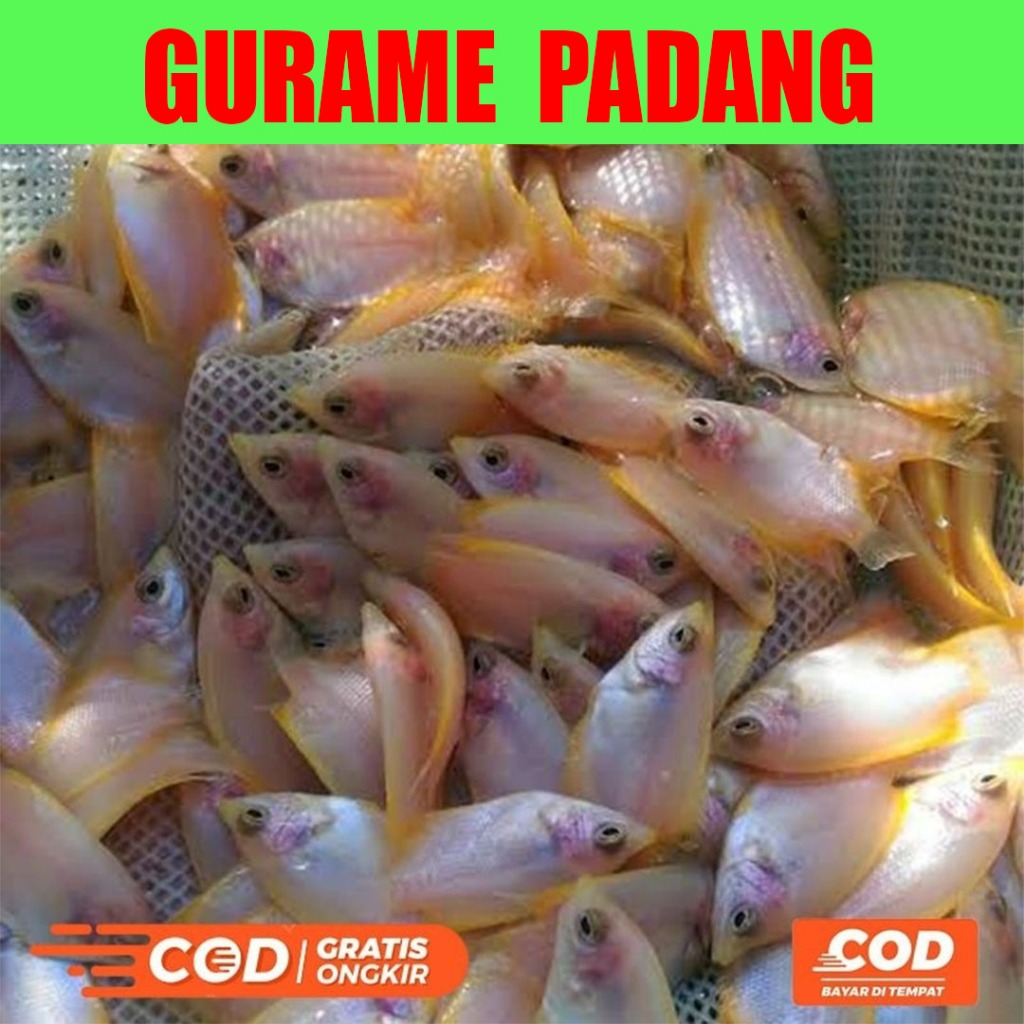 Bibit Ikan Gurame Padang Berkualitas isi 15 Ekor