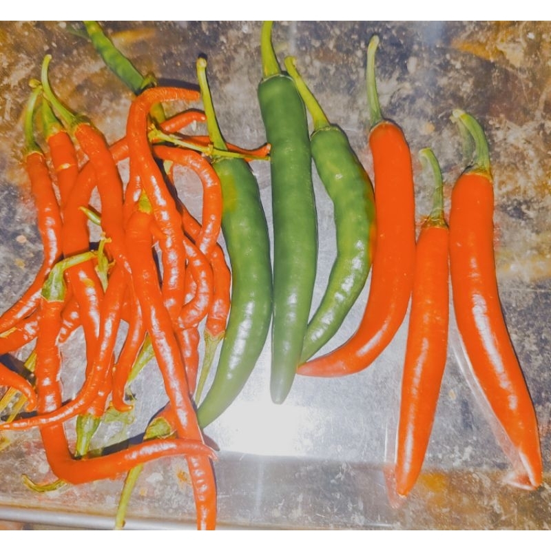 

CABE MERAH HIJAU BESAR KRTING CAMPUR