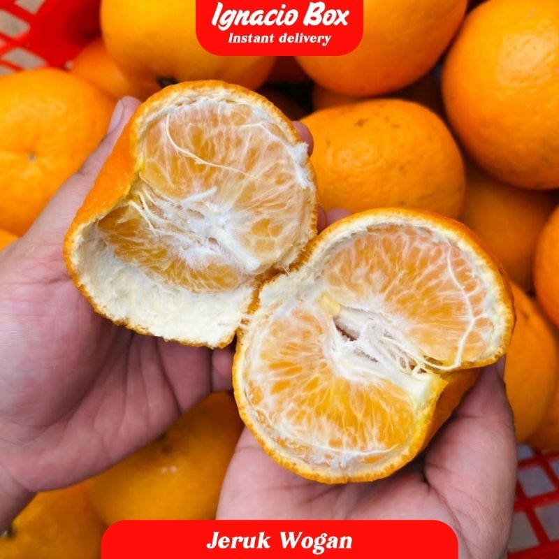 

PROMO Jeruk Wogan 1kg Segar Manis Hampir tidak berbiji | Jeruk Wogan Impor Segar Manis IGNACIOBOX