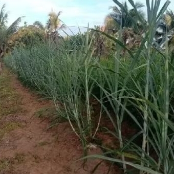 STEK TANAMAN RUMPUT ZANZIBAR UNTUK PAKAN TERNAK