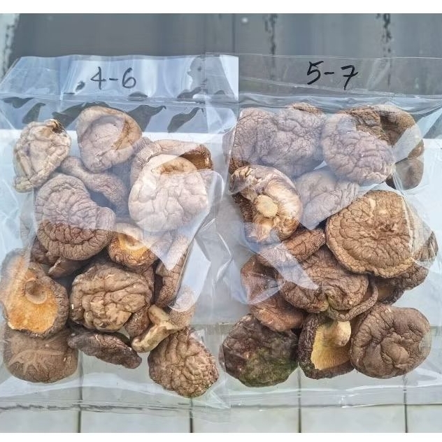 

Jamur Shiitake - Hiokou Mentah IKPS 100 gr ukran D 4-6 cm & 5-7 cm