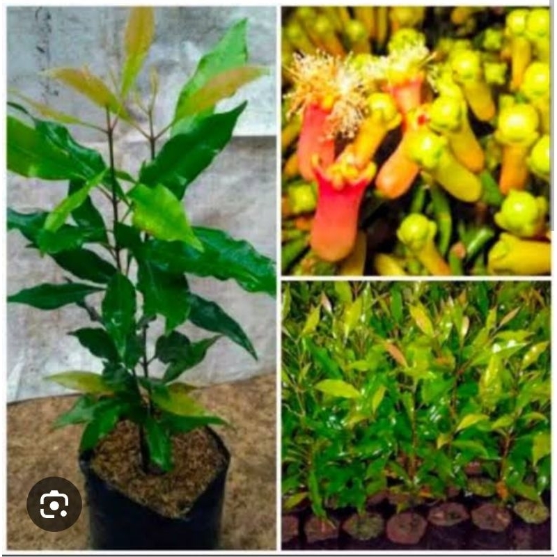 Bibit Cengkeh Zanzibar