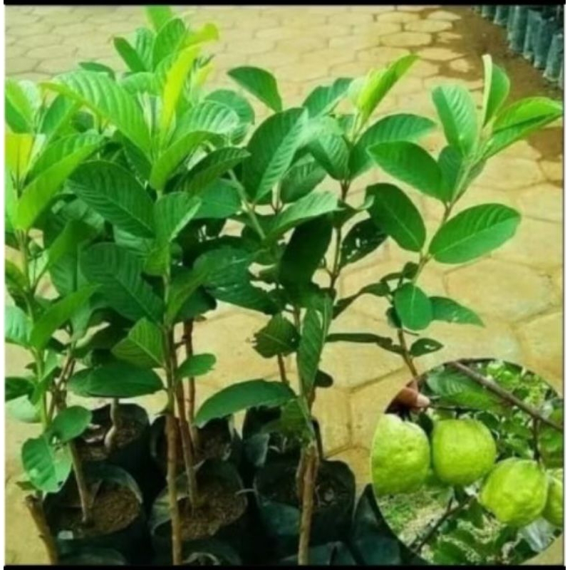 Bibit Jambu Kristal tanpa biji,bibit jambu kristal okulasi,cangkok