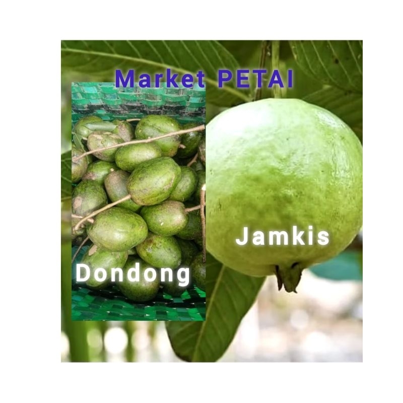 

PAKET KEDONDONG JAMKIS 1 KG