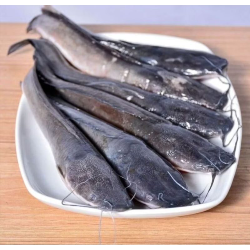 

Ikan Lele Segar 500gram/ ikan lele hidup 500gram