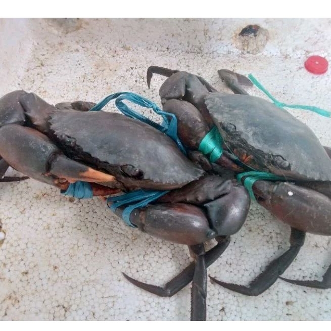 

KEPITING SUPER SIZE 300 UP