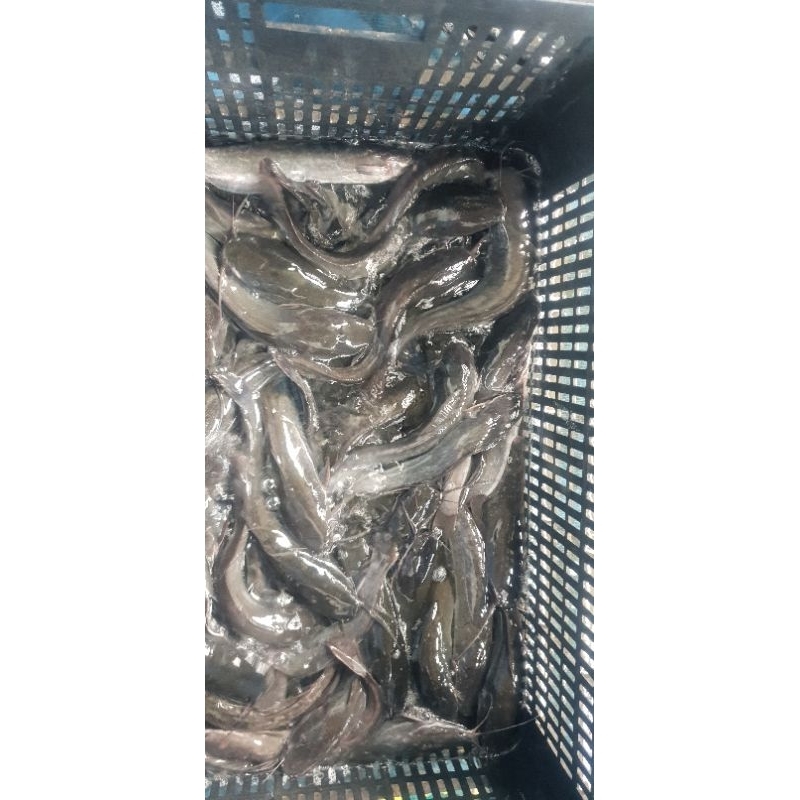 

Ikan lele segar grosir