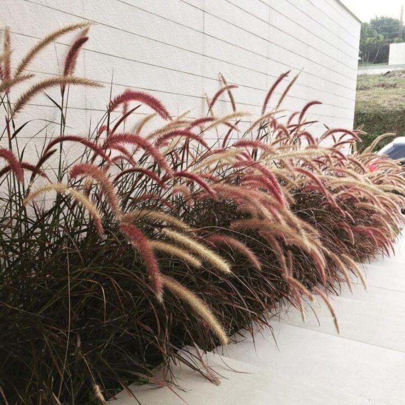 Tanaman Hias Alang Alang Ekor Kuda Merah - Alang Alang Merah Love Grass - Tanaman Pagar Alang Alang