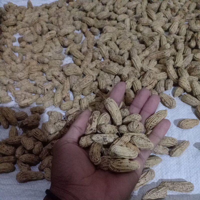 

KACANG TANAH Basah 500gr CUCI BERSIH