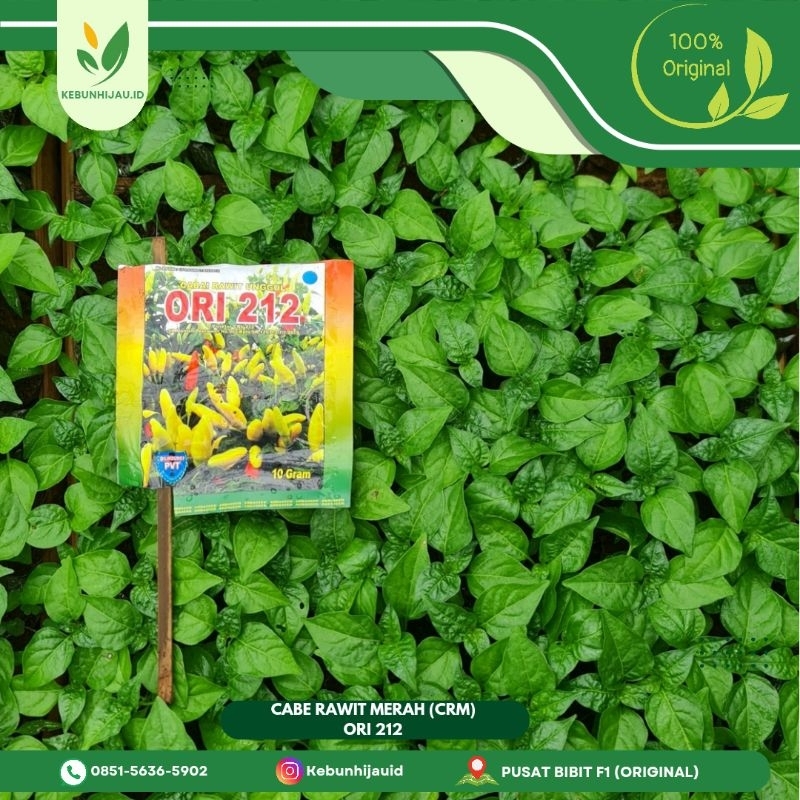 BIBIT CABE RAWIT MERAH ORI 212 F1