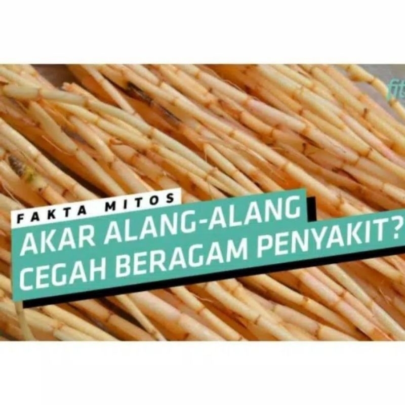 

akar alang alang 350gr obat herbal