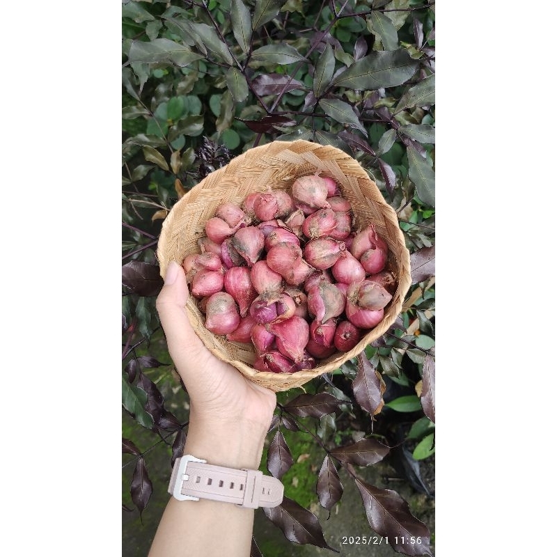 

Brambang Murah Bawang Timur Brambang Kering 0.5 kg, 1 kg, 1.5 kg