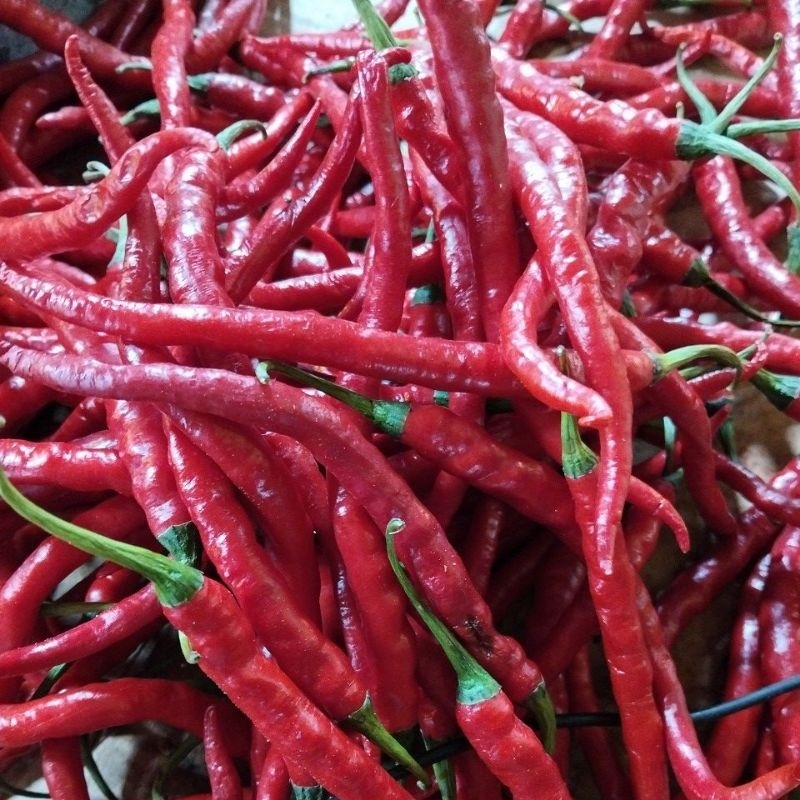 

cabe merah keriting