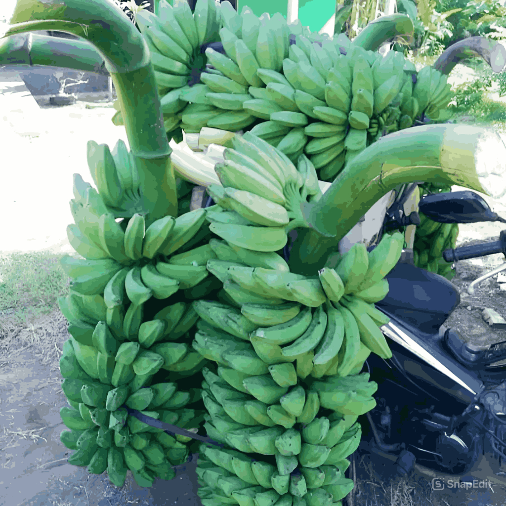 

PISANG KEPOK SUPER 1kg/1000g