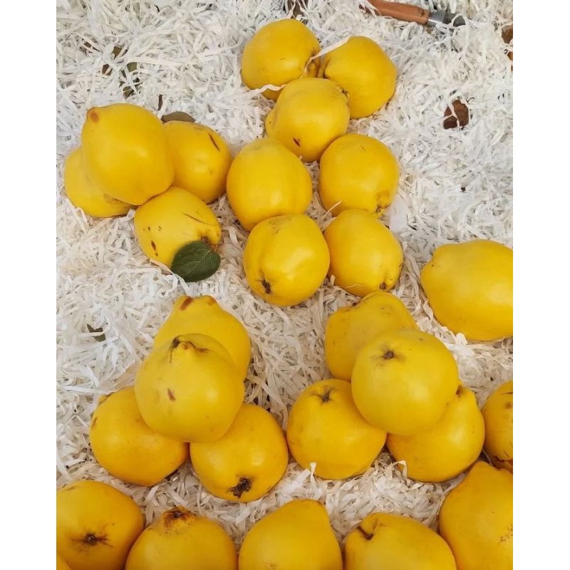

BUAH SAFARJAL