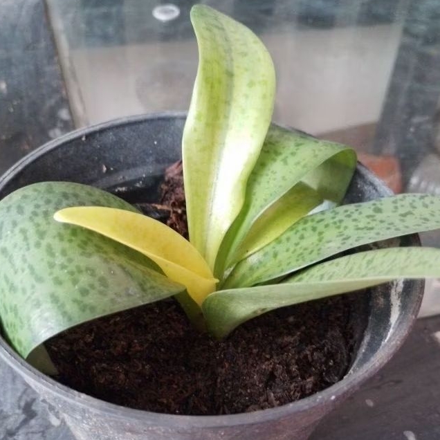 Tanaman bunga lidah katak