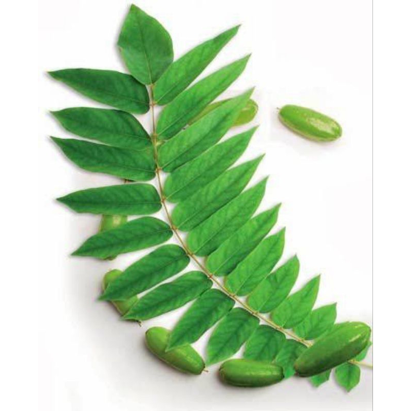 

Daun Belimbing Wuluh Segar Daun Herbal Organik baru di Petik