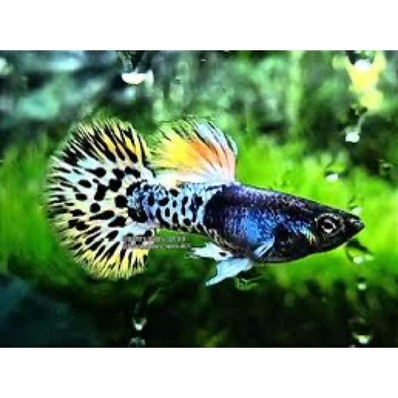 

Kardus Styrofoam Metal Yellow Le0p@rd