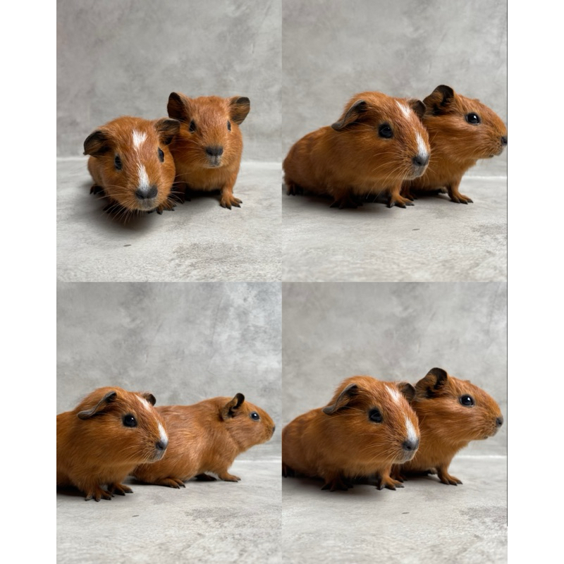 marmut hias guinea pig american
