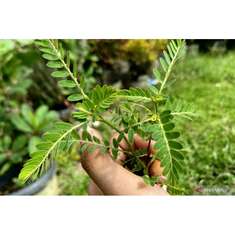 

daun meniran segar paket 200 gram,batang,daun,akar