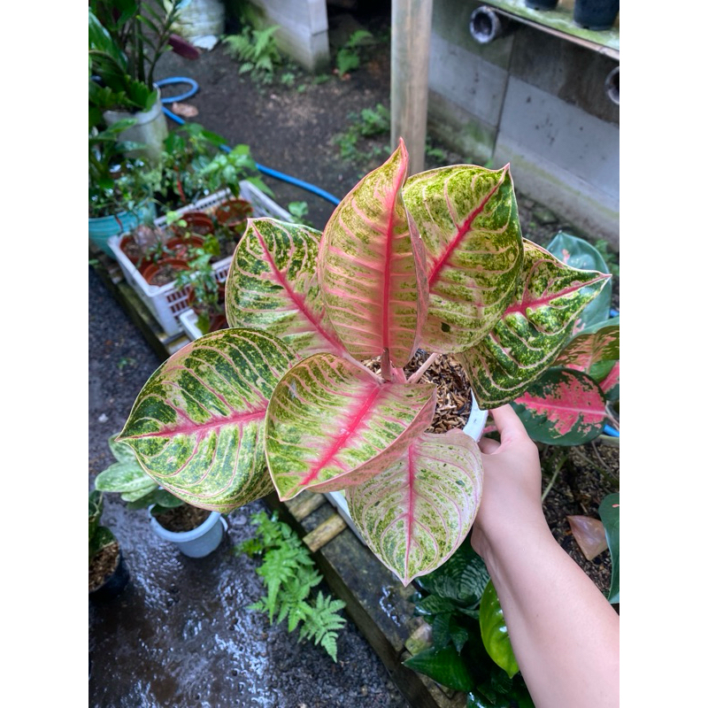 Aglaonema Moonlight