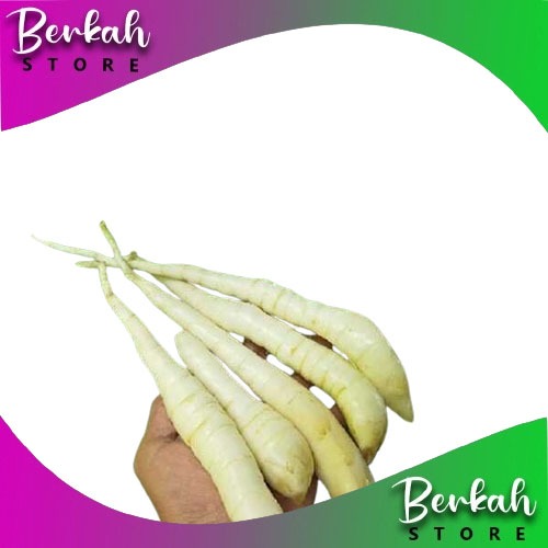 

Umbi Garut ( Maranta arundinaceae ) Segar 1 Kg untuk toko BERKAH STORE