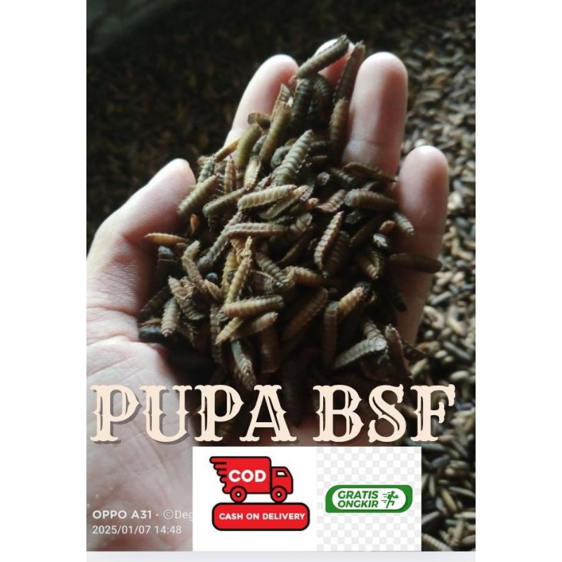 PUPA MAGGOT BSF SUPER