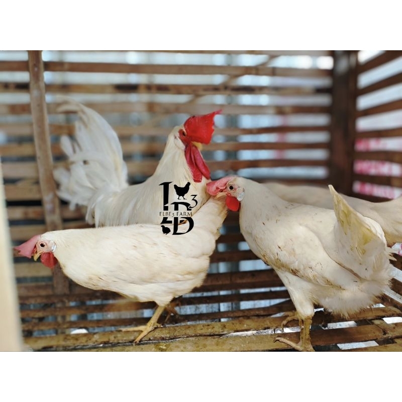 

Telur Fertil Ayam White Legorn Pureline Garansi