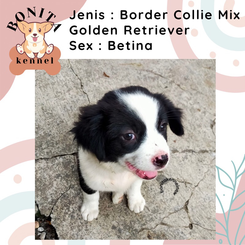 Golden Retriever Mix Border Collie Anak Anjing Labrador Border Collie Jantan Betina