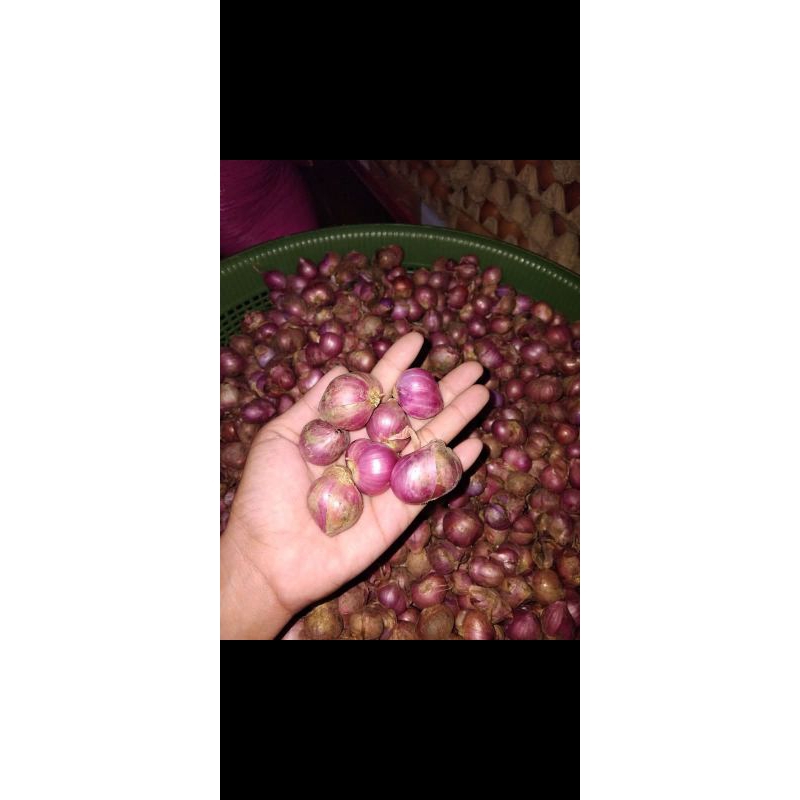 

Bawang Merah Super
