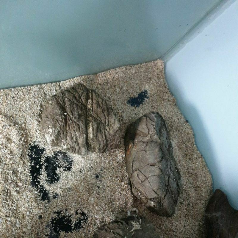 Batu Kali Asli Untuk Hiasan Aquarium