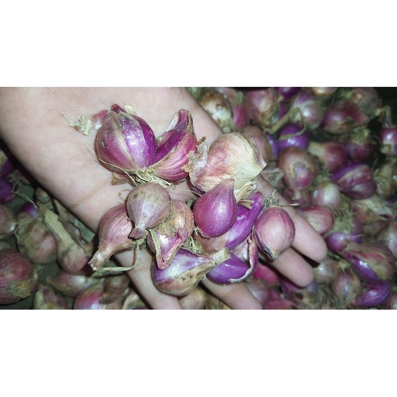 

bawang merah