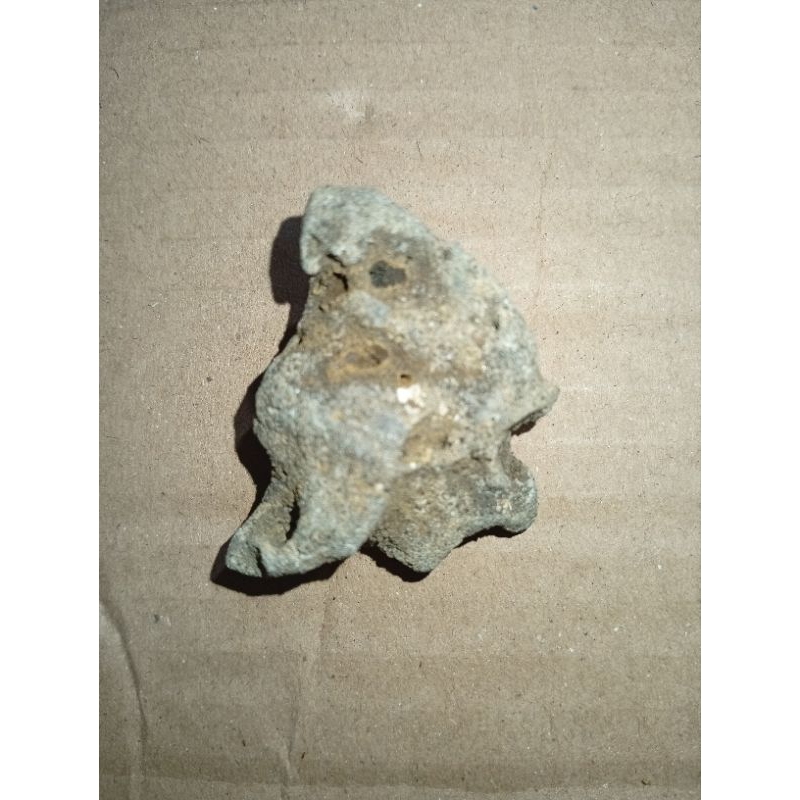 meteor sarang klanceng putih