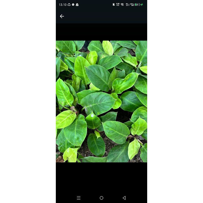 pesan aglo rimbun/746