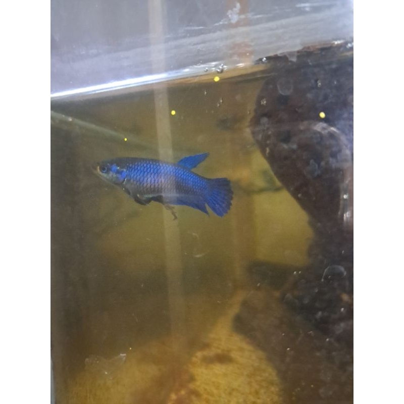 Wild betta Alien Hybrid Female / Betina