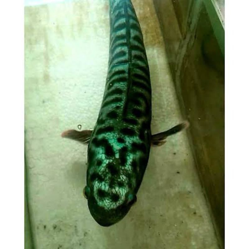 hiasan aquarium ikan toman hijau 25-30cm genetik indukan toman hijau
