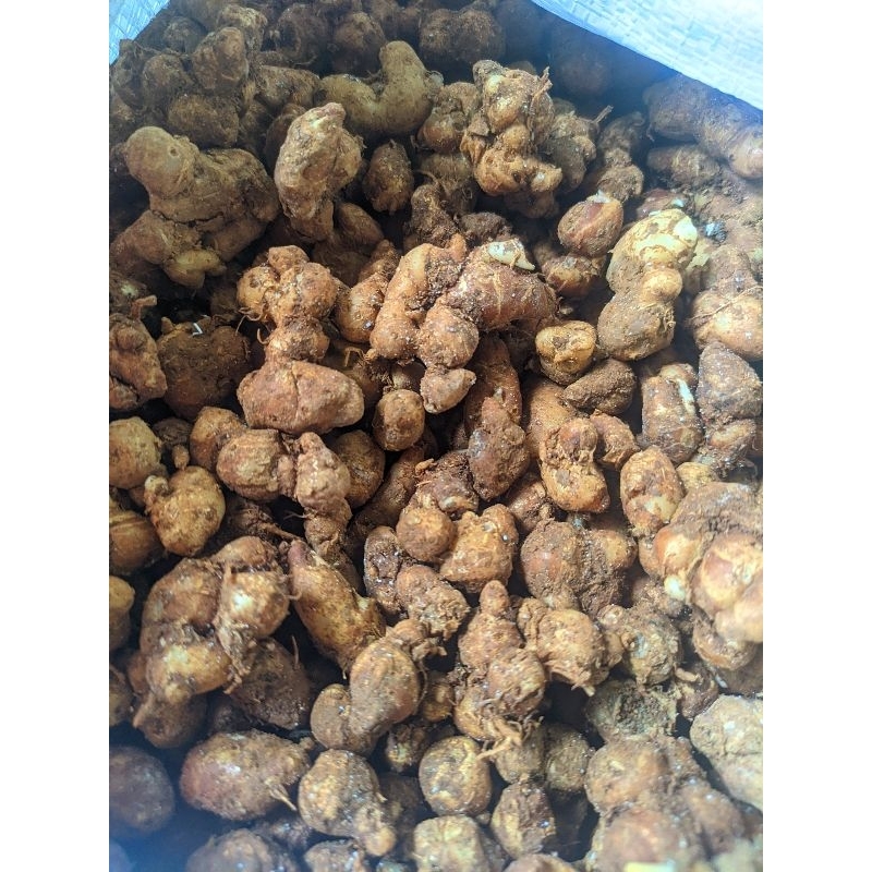 

KENCUR / CIKUR 1Kg JAWA TENGAH . BELI 10KG GRATIS 1KG