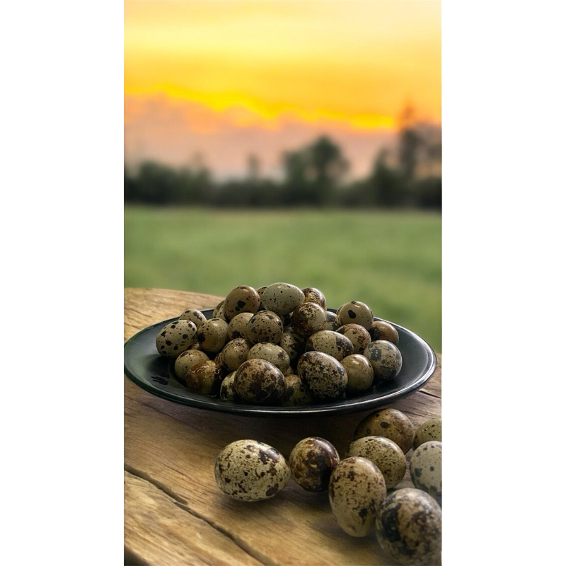 

telur puyuh 500gram fresh dari kandangnya