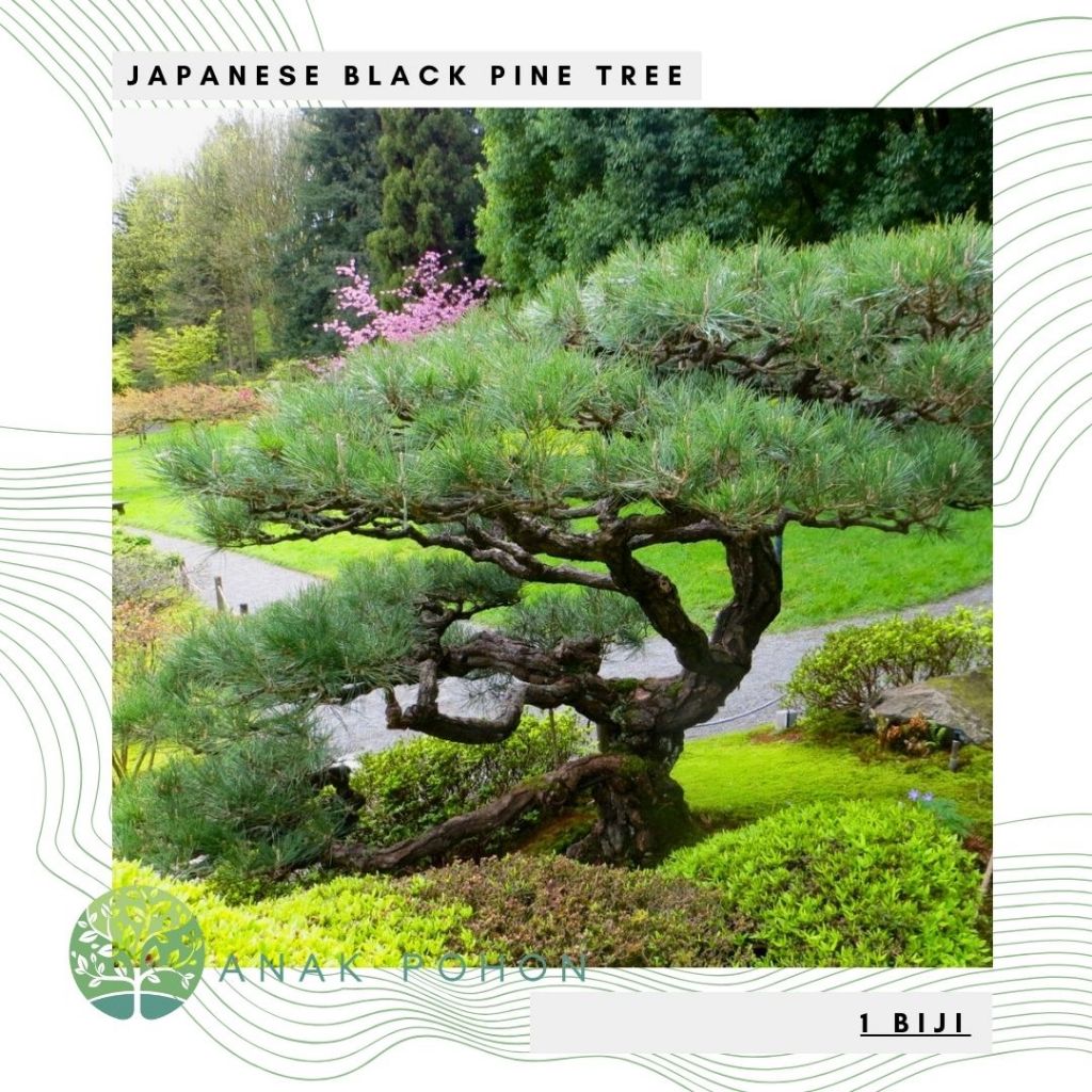Benih Bibit Biji - Pohon Japanese Black Pine / Pinus Hitam Jepang (Pinus thunbergii) Exotic Tree See