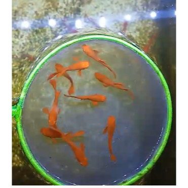 PaketGuppy Albino Koi Red Ear Gen King ( KING ) PaketBreading guppy AlbinoKoiRedEarKing  ~ Hiasan Aq