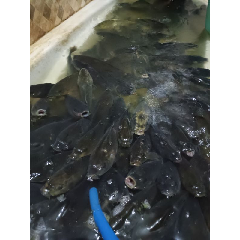 

IKAN MAS SEGAR