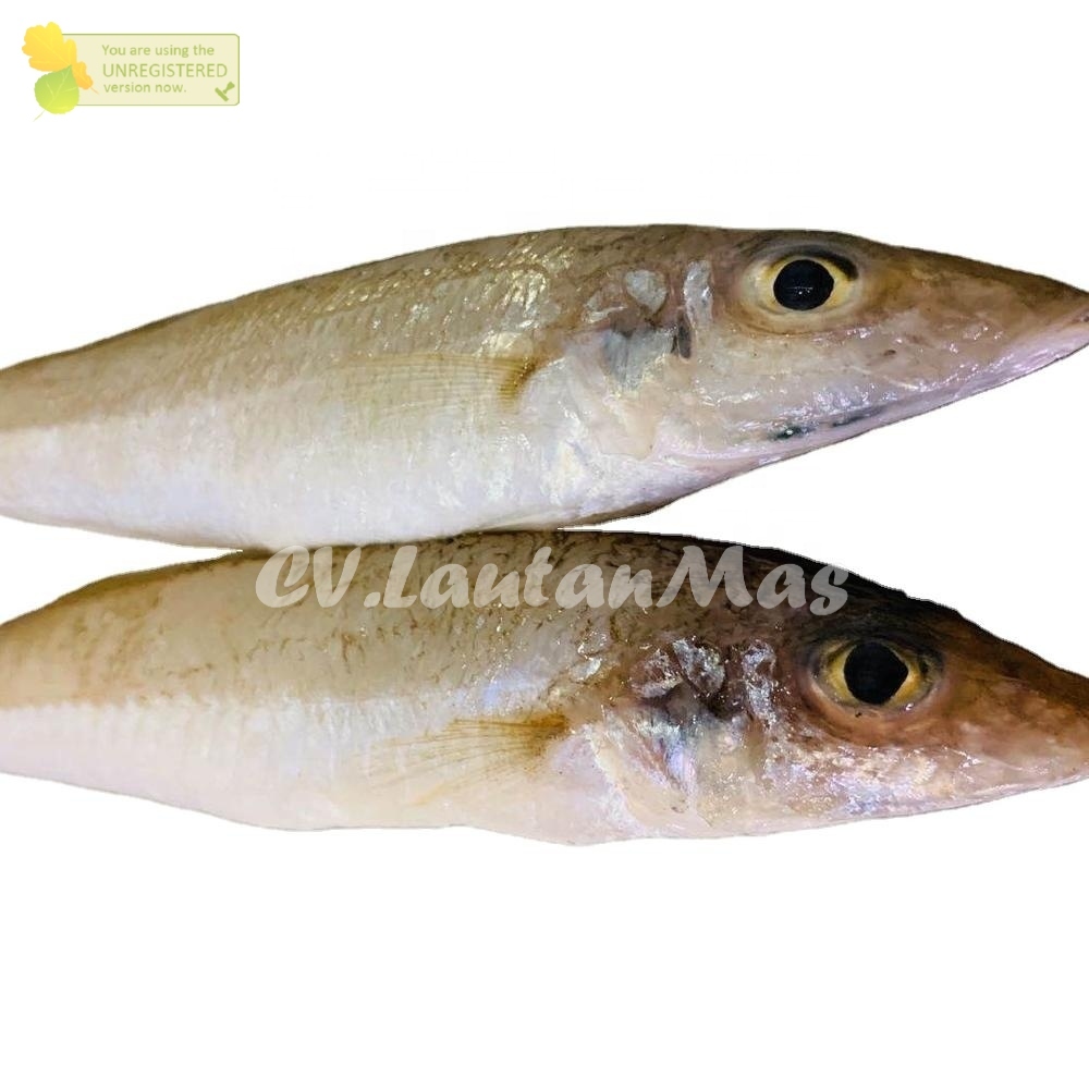 

Ikan Rejung Segar Ikan Rejung 1Kg