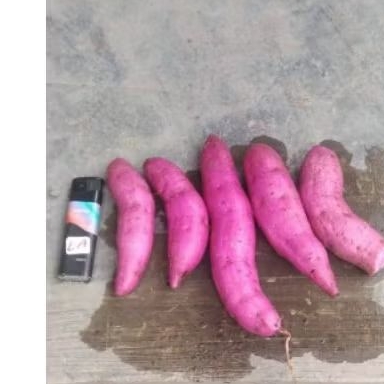 

UBI JEPANG KECIL 500 grm UBI MANALAGI MANIS & PULEN