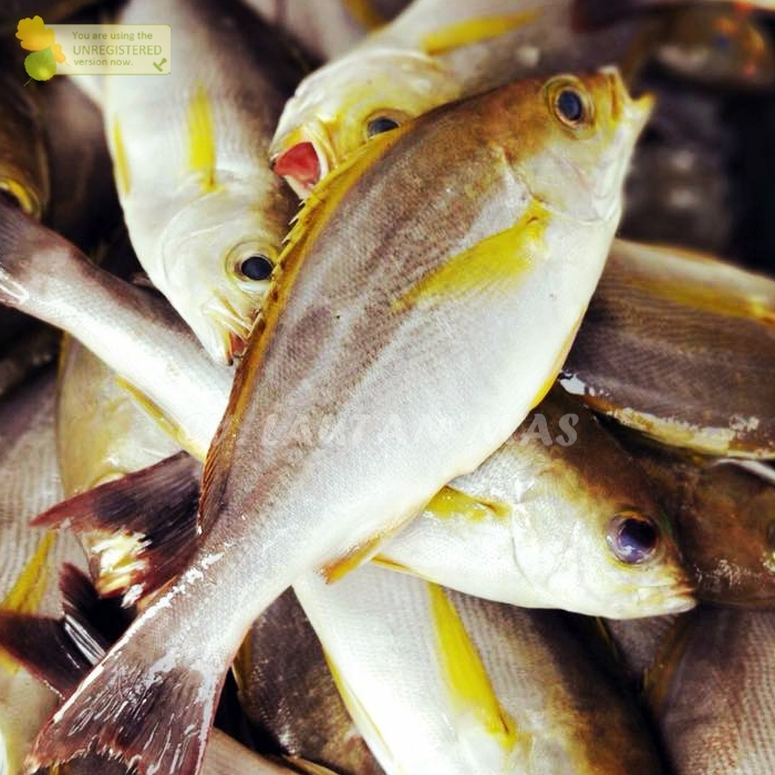

Ikan Kuniran Segar Ikan Kuniran 1Kg