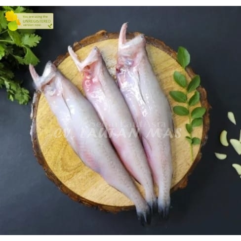 

Ikan Lome Segar iKan Lume 1Kg