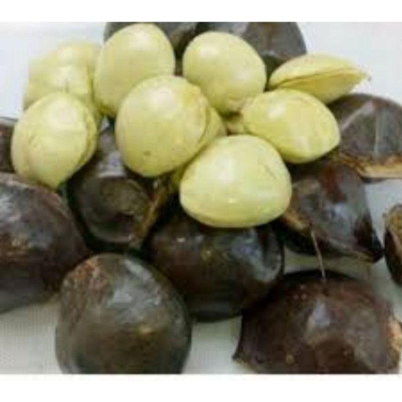 

jengkol muda segar untuk lalapan kualitas terbaik, 500gr/1kg